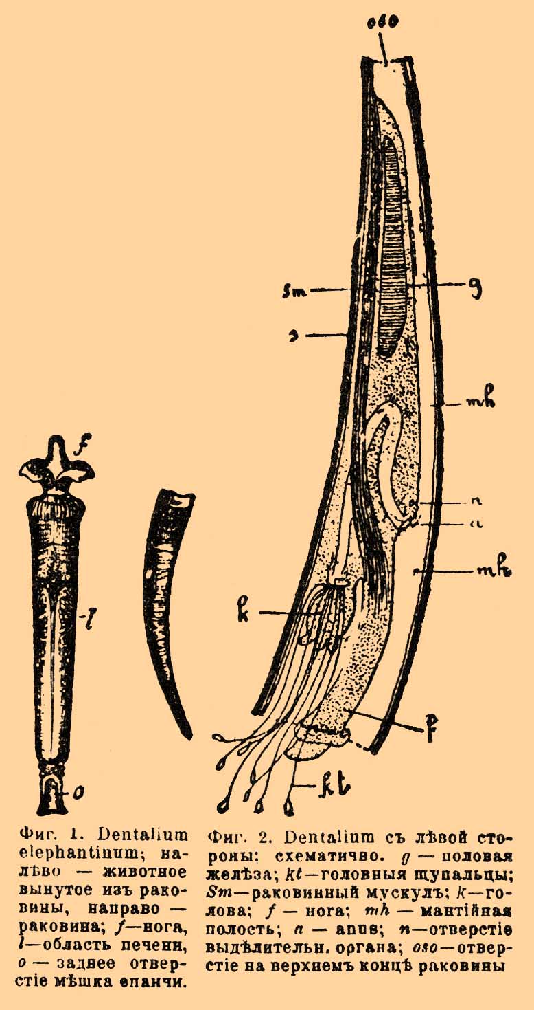 Scaphopoda