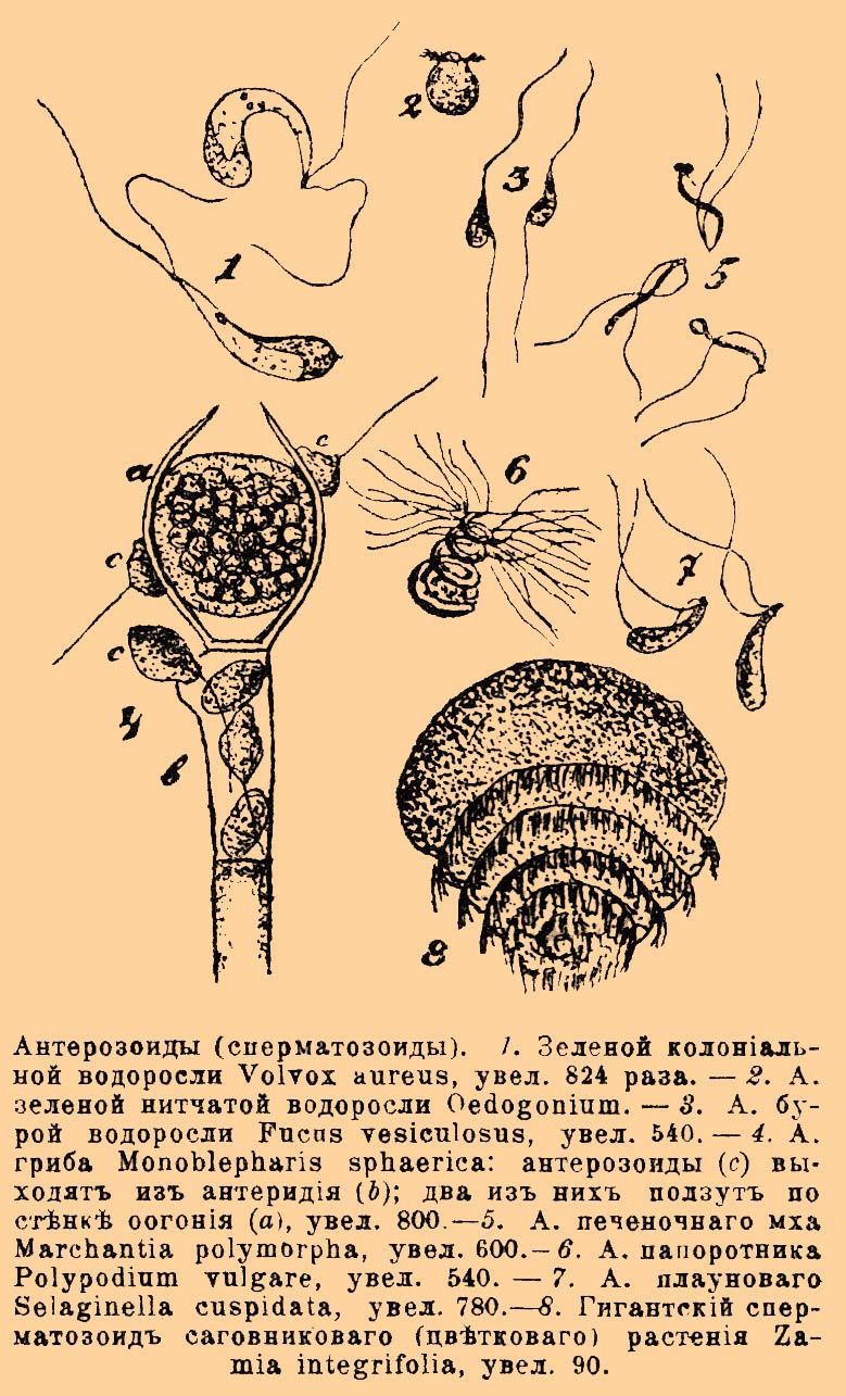Антерозоиды