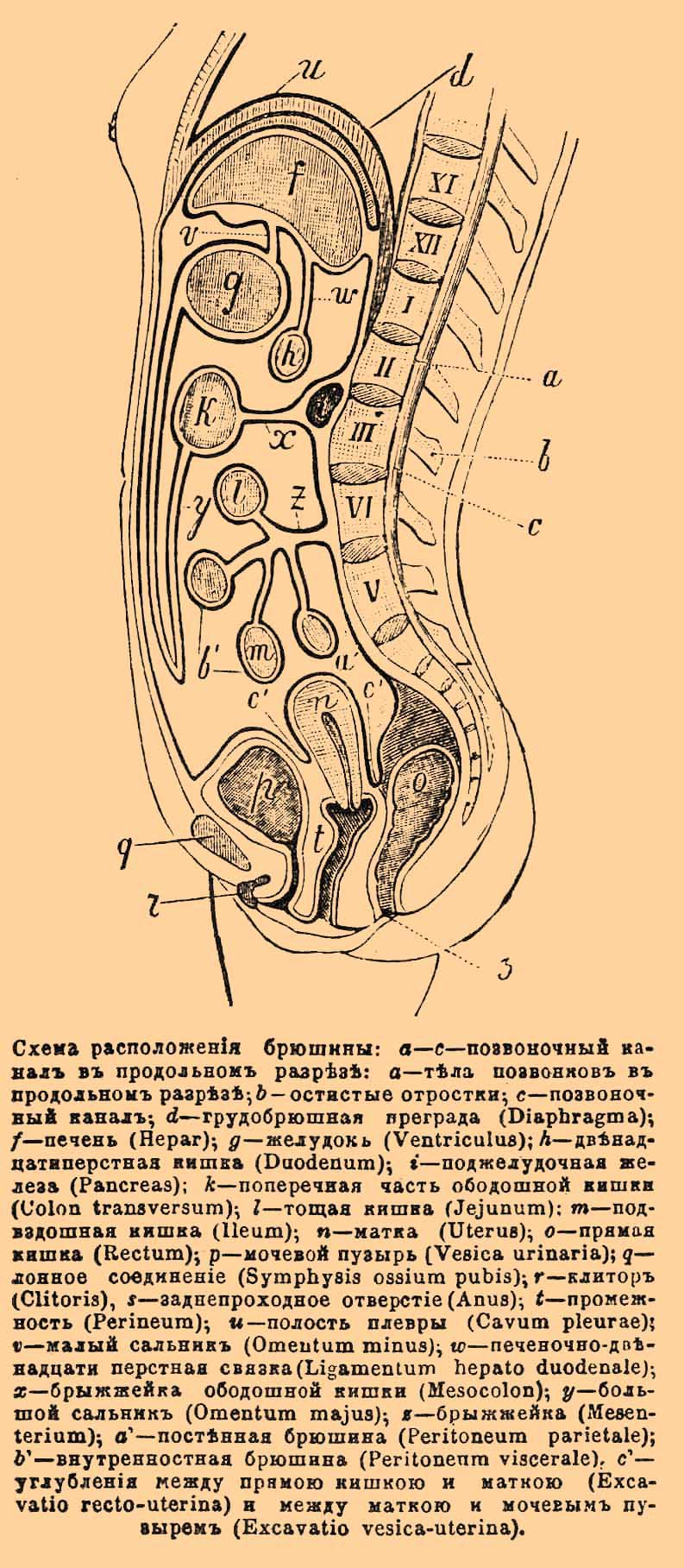 Брюшина