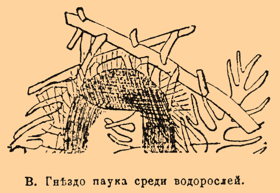 Водяной паук