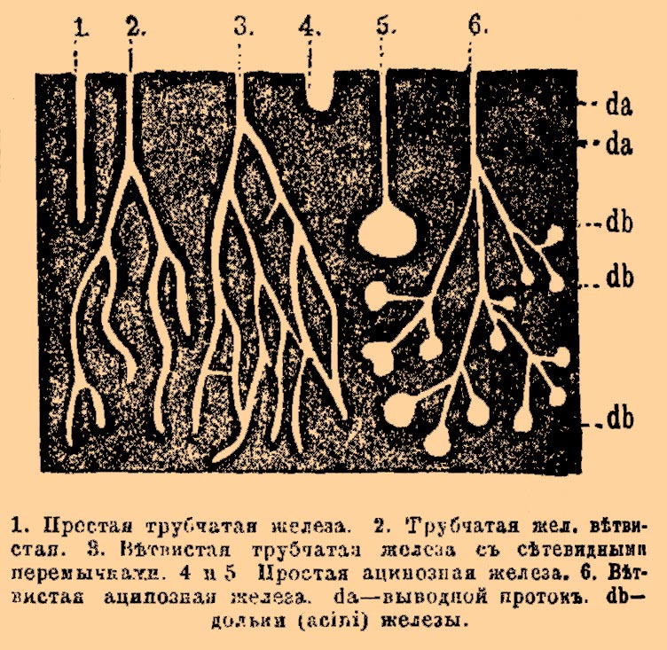 Впячивание