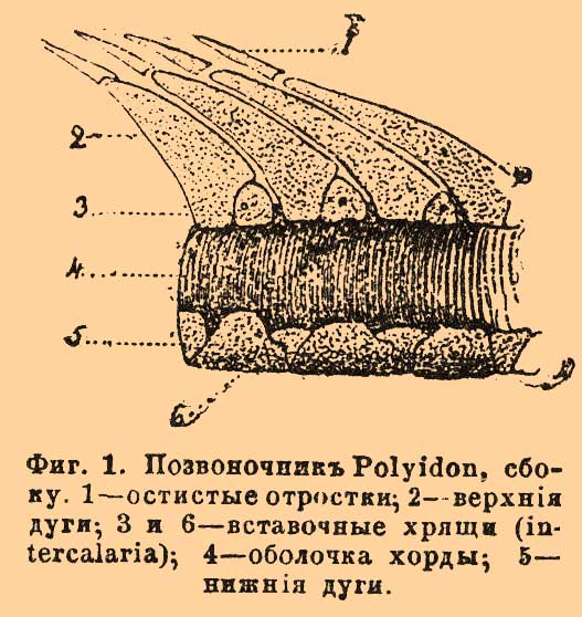 Ганоидные рыбы