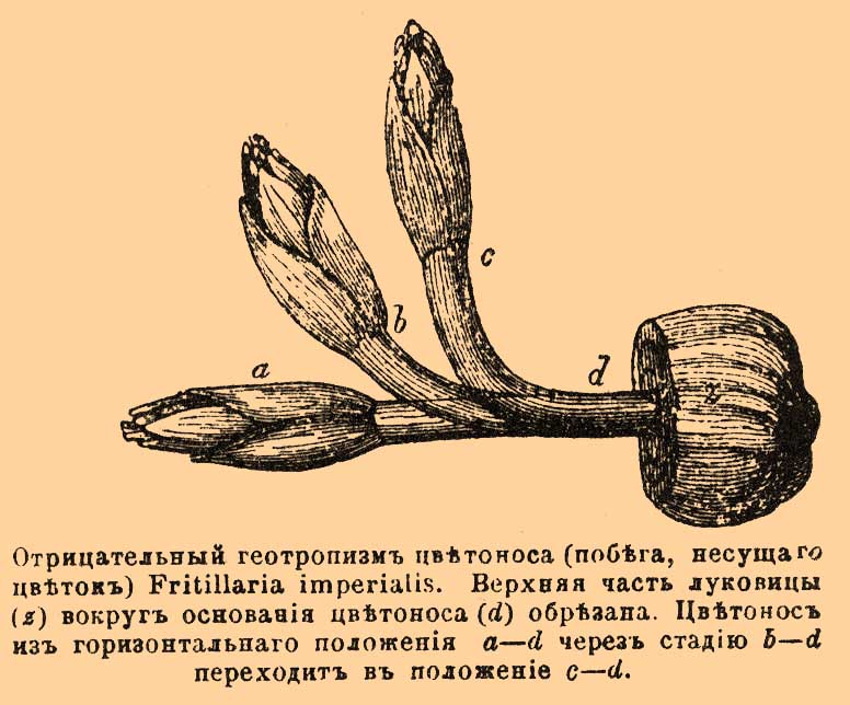 Геотропизм