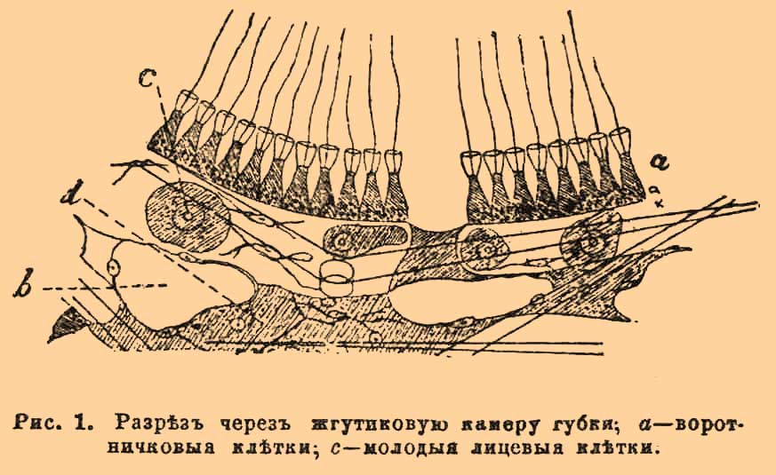 Губки