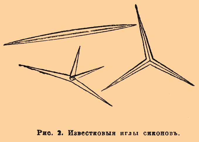 Губки