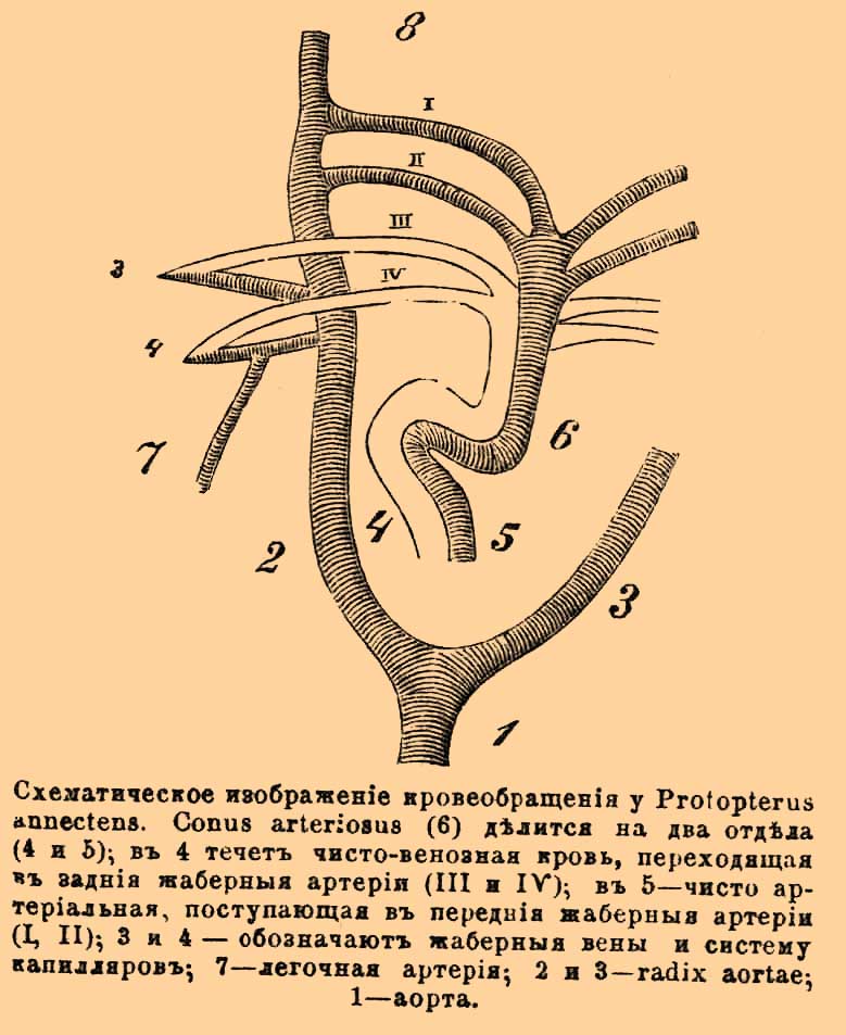 Двоякодышащие рыбы