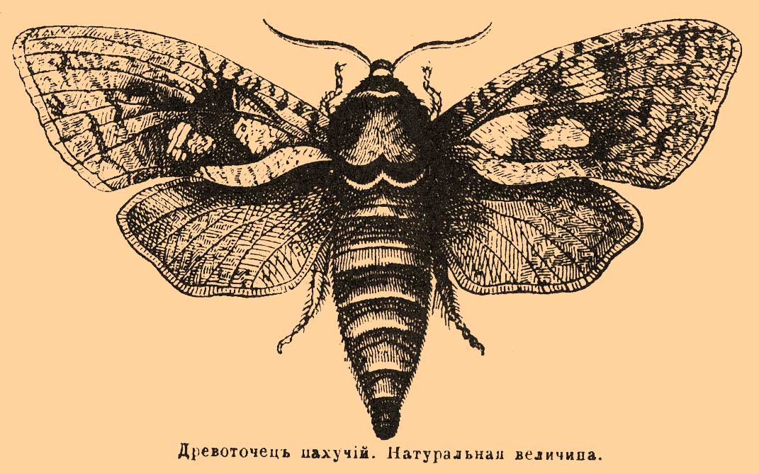 Древоточец пахучий