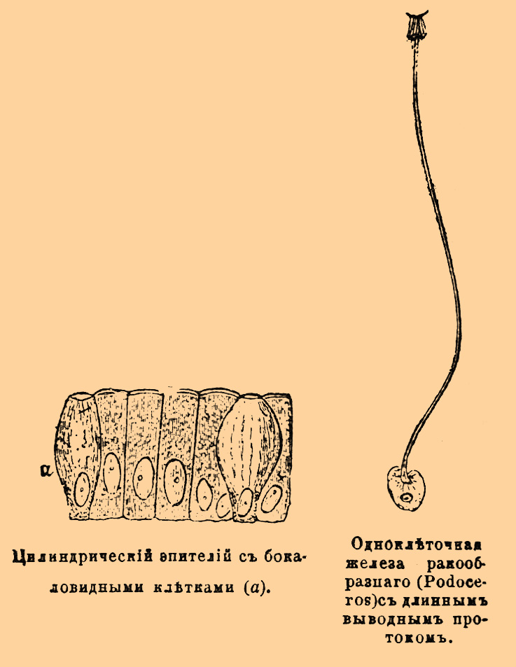 Железы