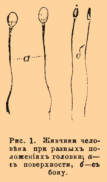 Живчики