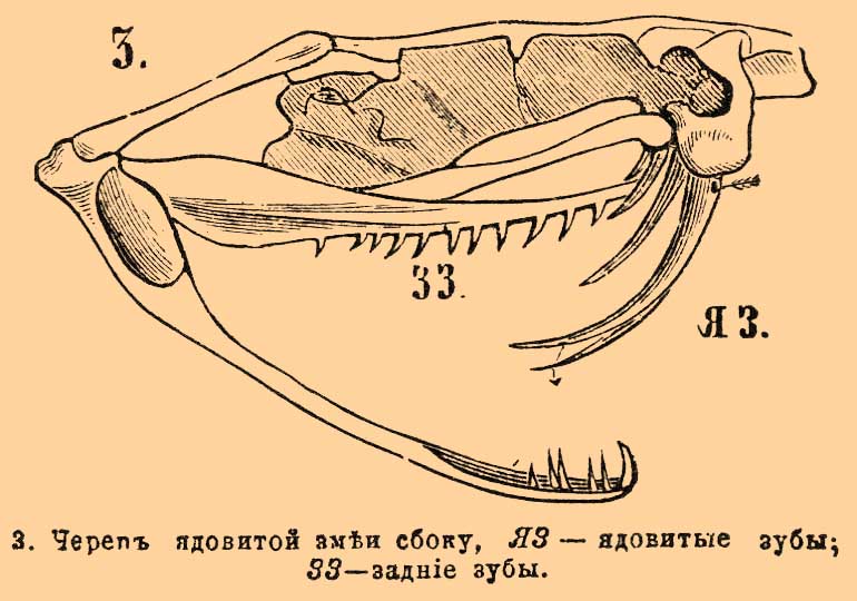 Змеи