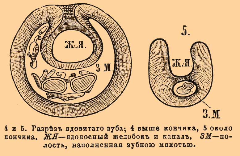 Змеи