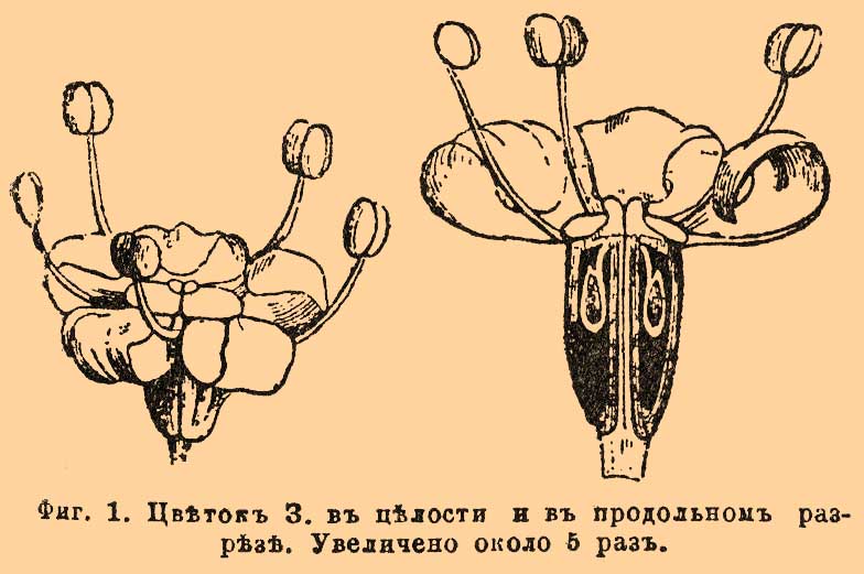 Зонтичные