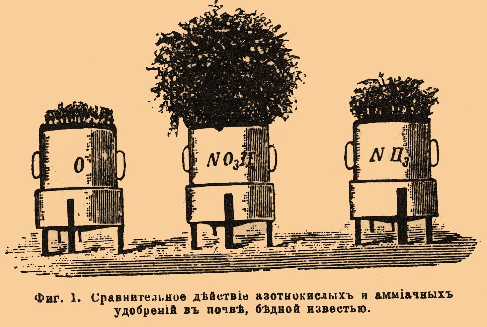 Кальций в растениях*