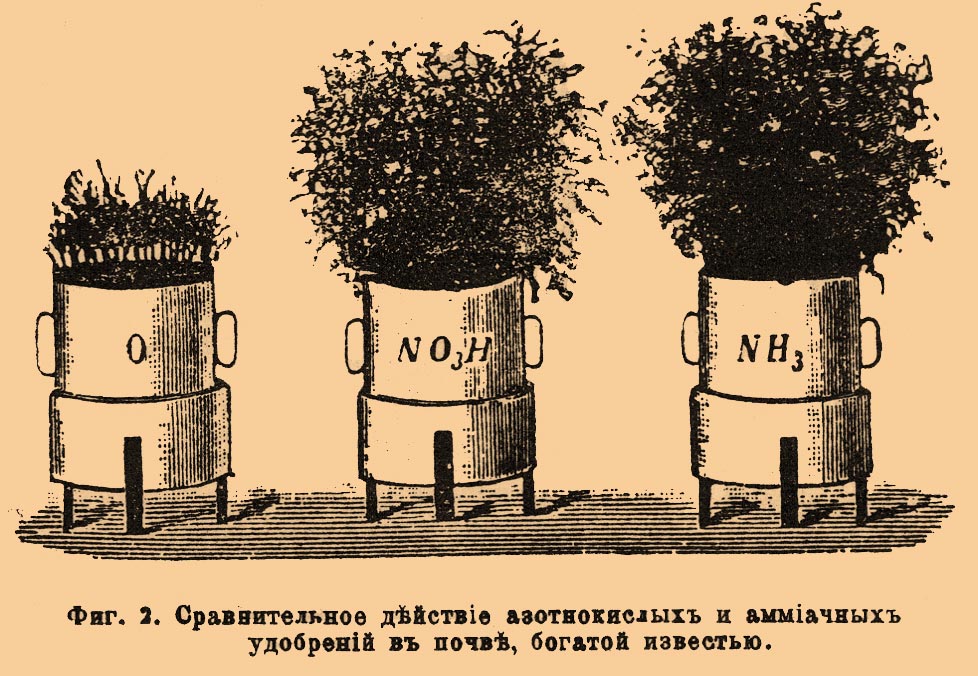 Кальций в растениях*