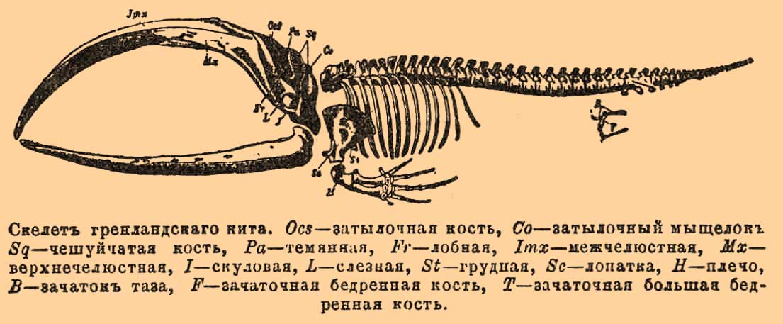 Китообразные