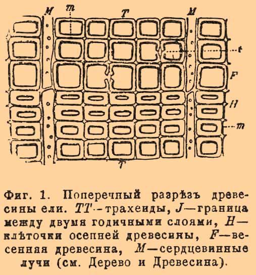 Клеточка