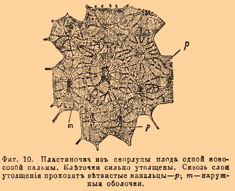 Клеточка