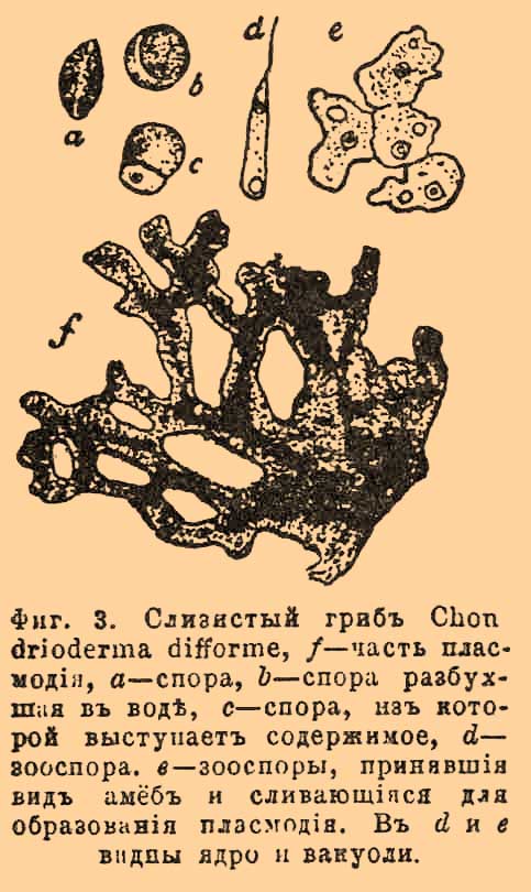 Клеточка