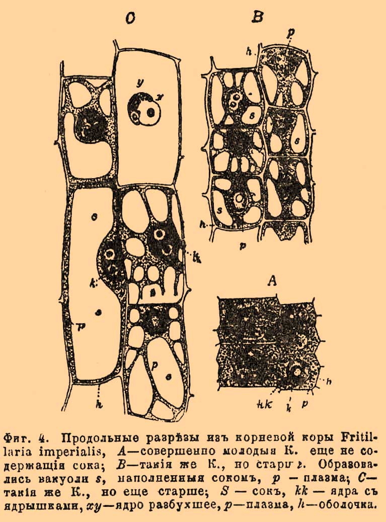 Клеточка