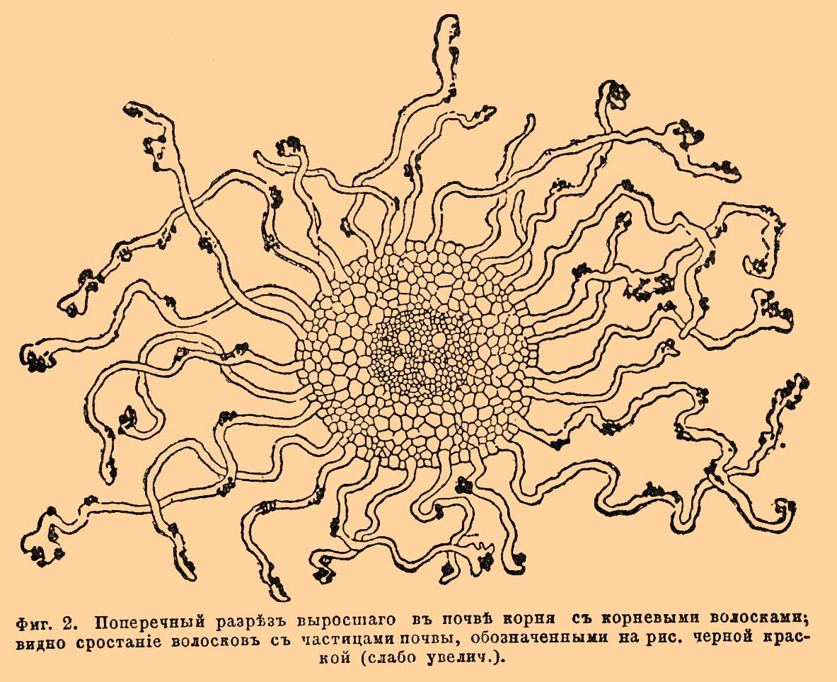 Корень, часть растений