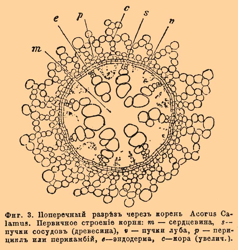 Корень, часть растений