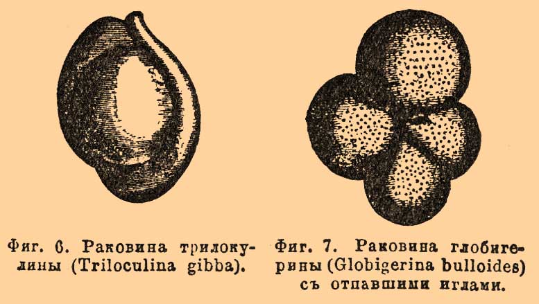 Корненожки