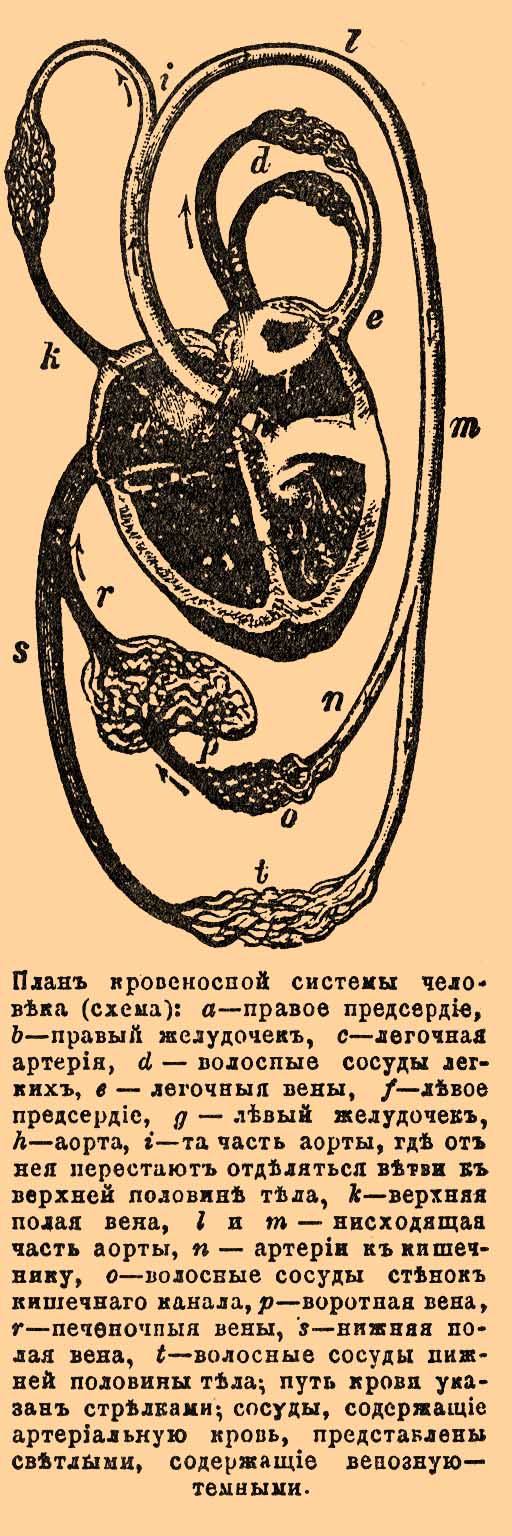Кровеносная система*