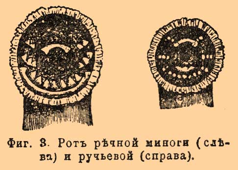 Круглоротые*