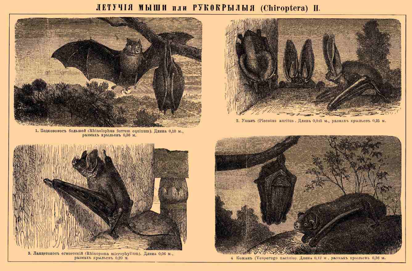 Летучие мыши