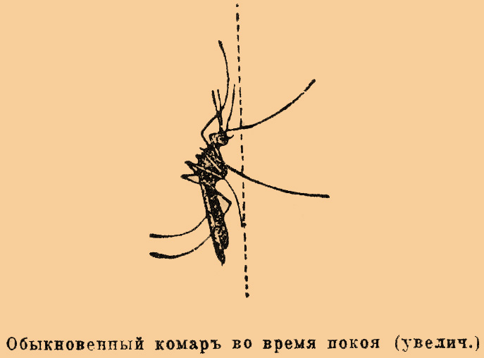 Малярийный комар*
