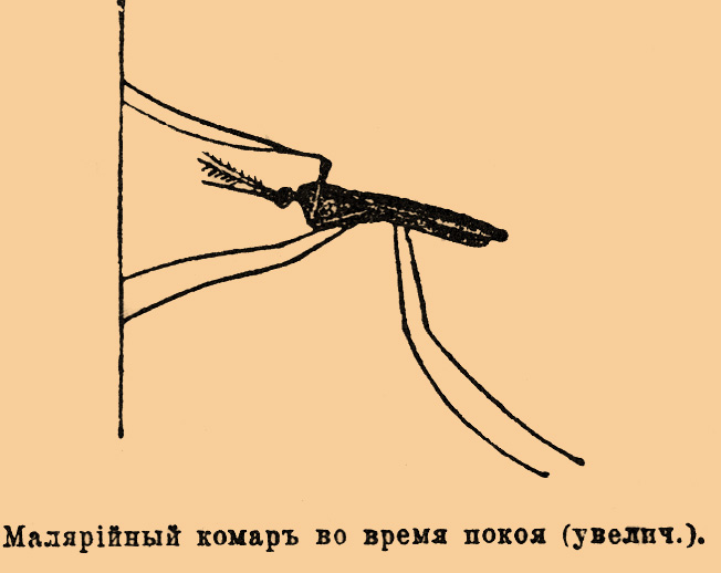 Малярийный комар*
