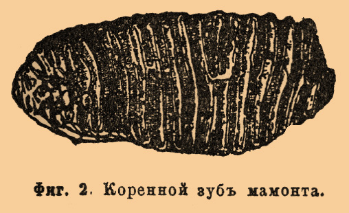 Мамонт*