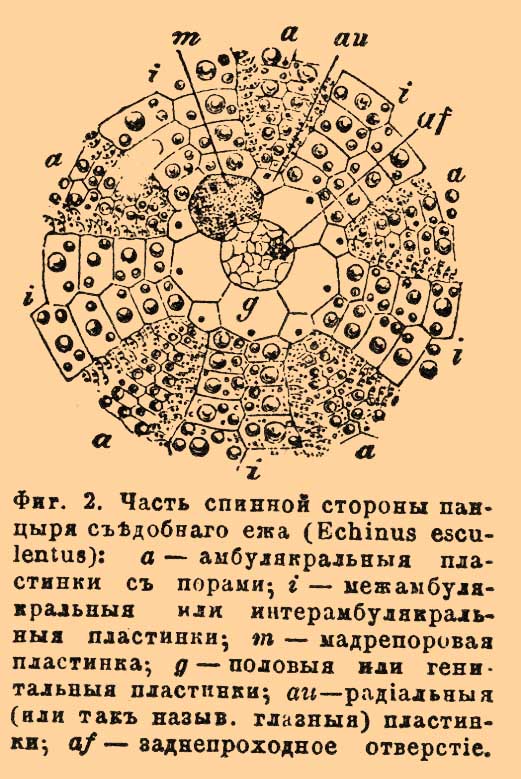 Морские ежи*