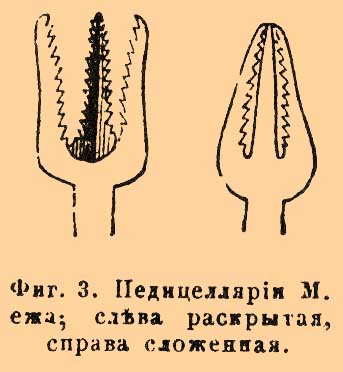 Морские ежи*