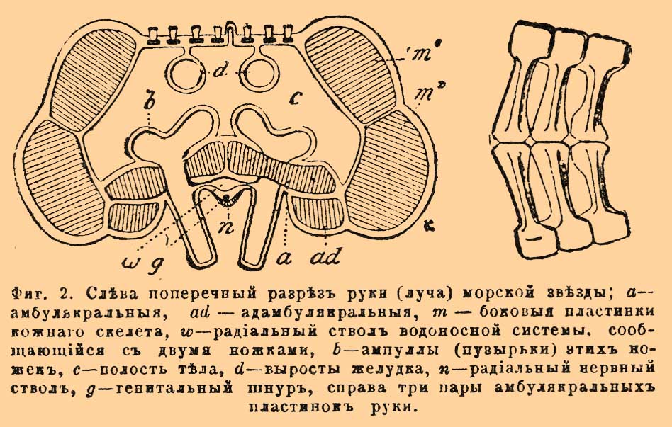 Морские звезды*