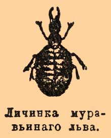 Муравьиный лев*