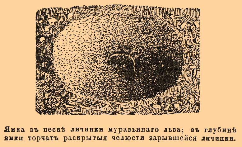 Муравьиный лев*
