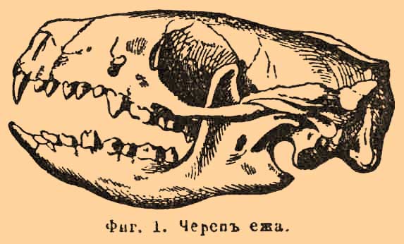 Насекомоядные*