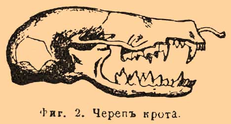 Насекомоядные*