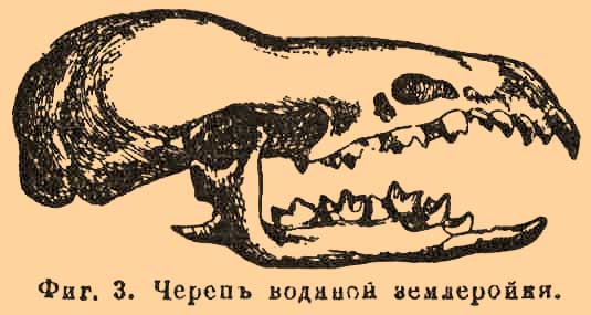Насекомоядные*