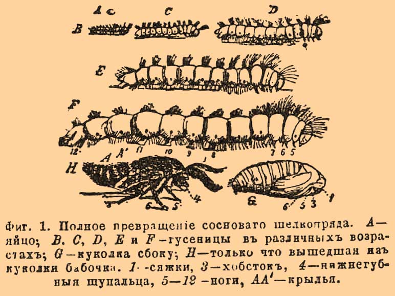 Насекомые*