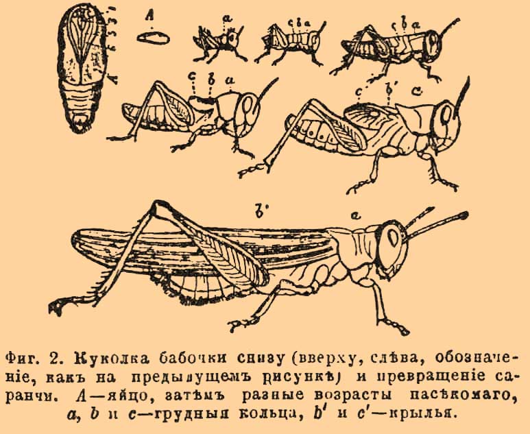 Насекомые*