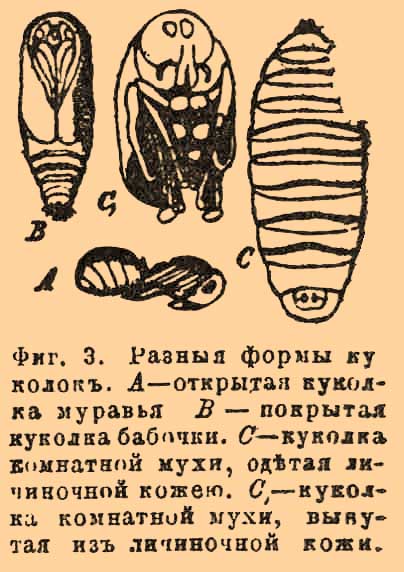 Насекомые*