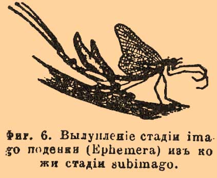 Насекомые*
