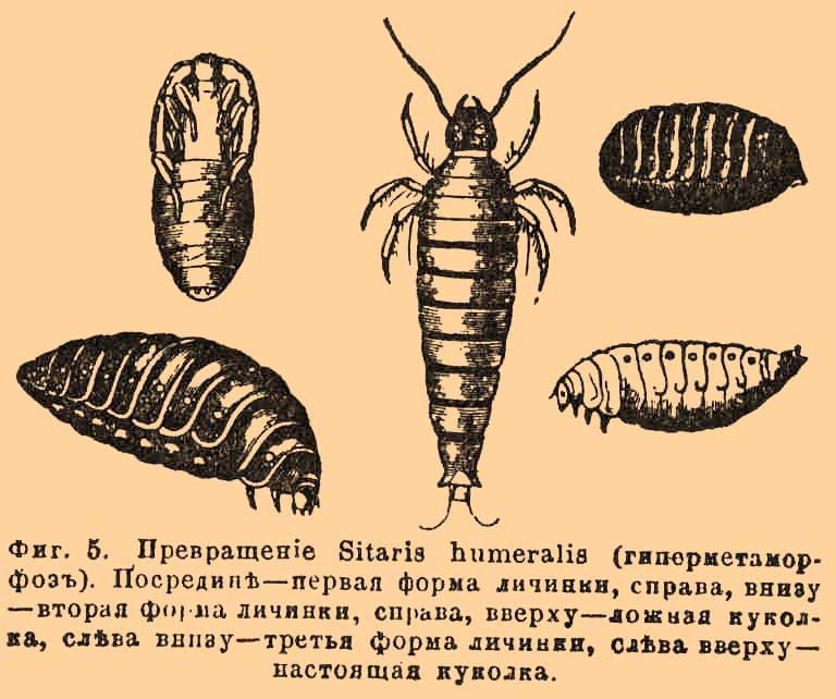 Насекомые*