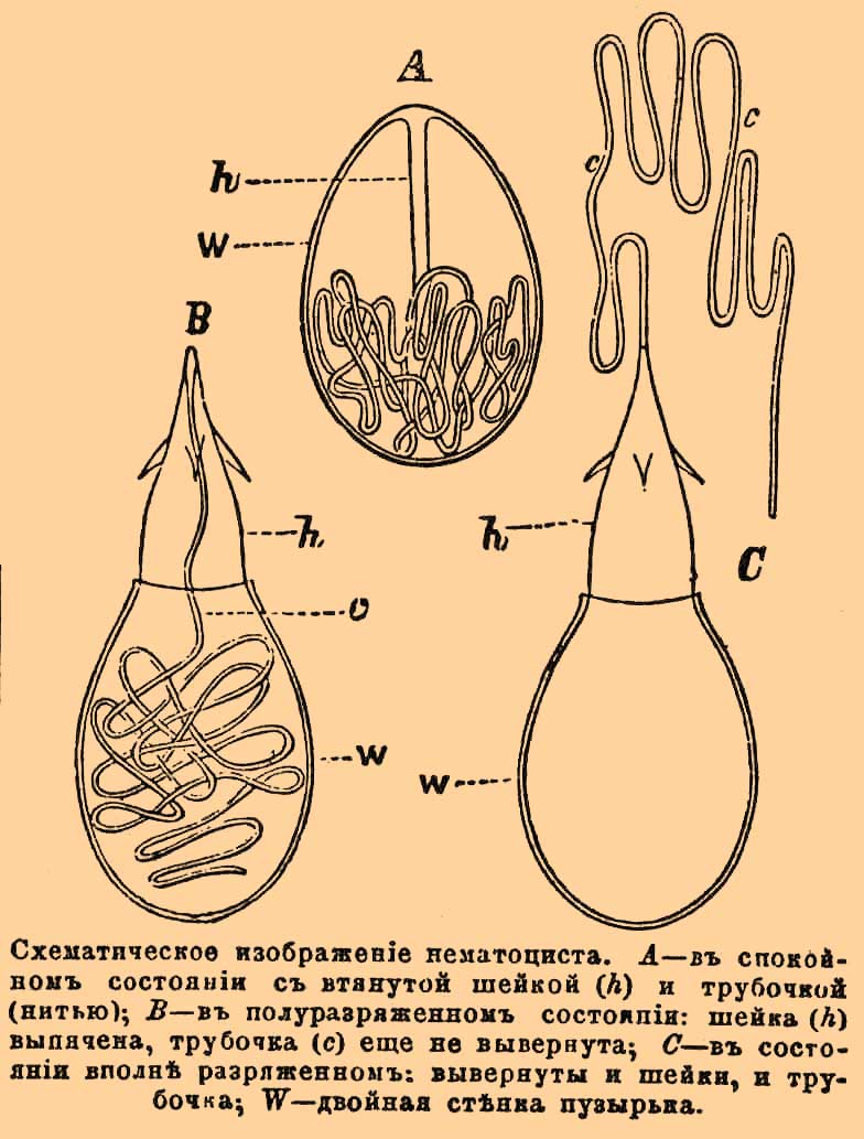 Нематоцисты*
