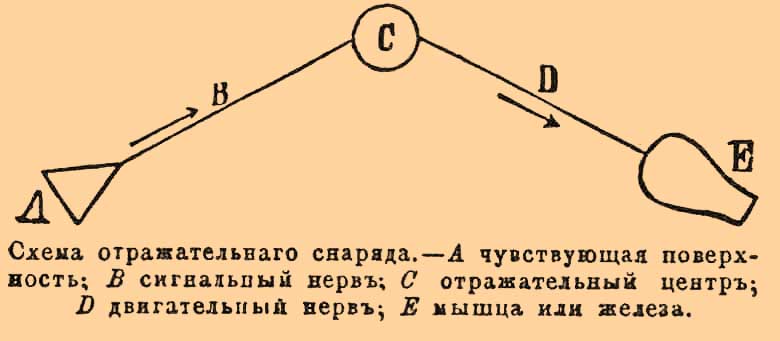Нервная система*