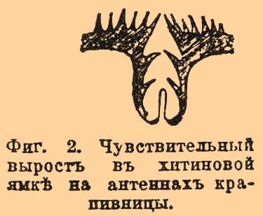 Обонятельные органы*