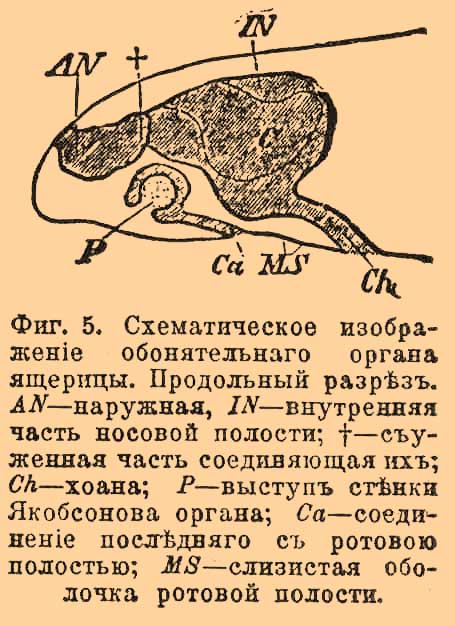 Обонятельные органы*