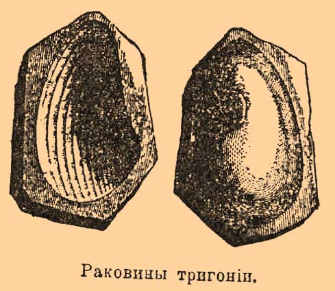 Окаменелости*